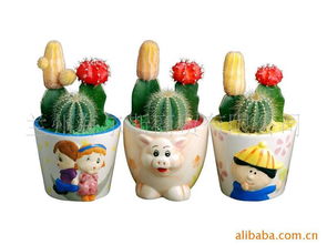 蘭州海爾斯商貿其他花卉產品列表